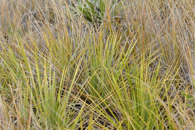Celmisia lyallii, photographed by Christopher Stephens