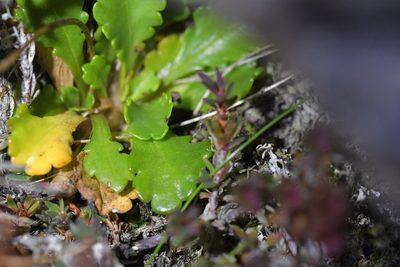 Brachyscome sinclairii, photographed by Christopher Stephens