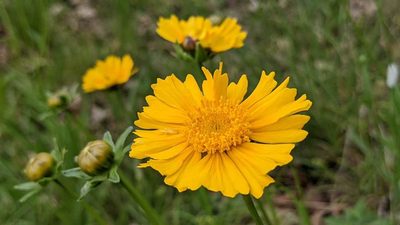 Coreopsis lanceolata