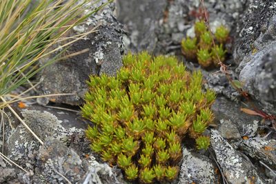Colobanthus acicularis, photographed by Christopher Stephens