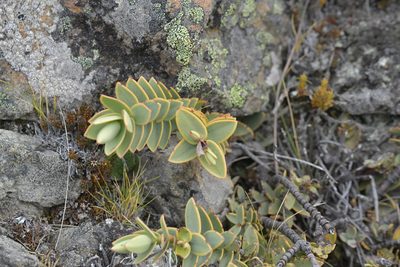 Veronica pinguifolia, photographed by Christopher Stephens
