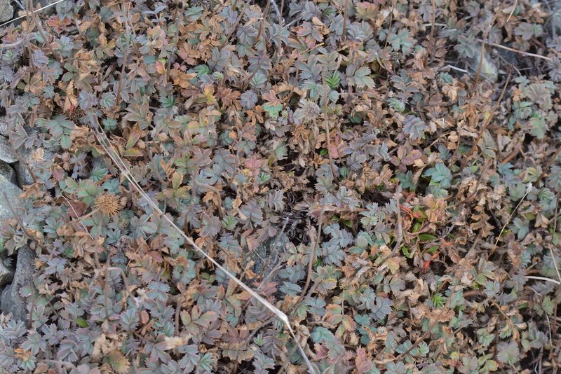 Acaena caesiiglauca, photographed by Christopher Stephens