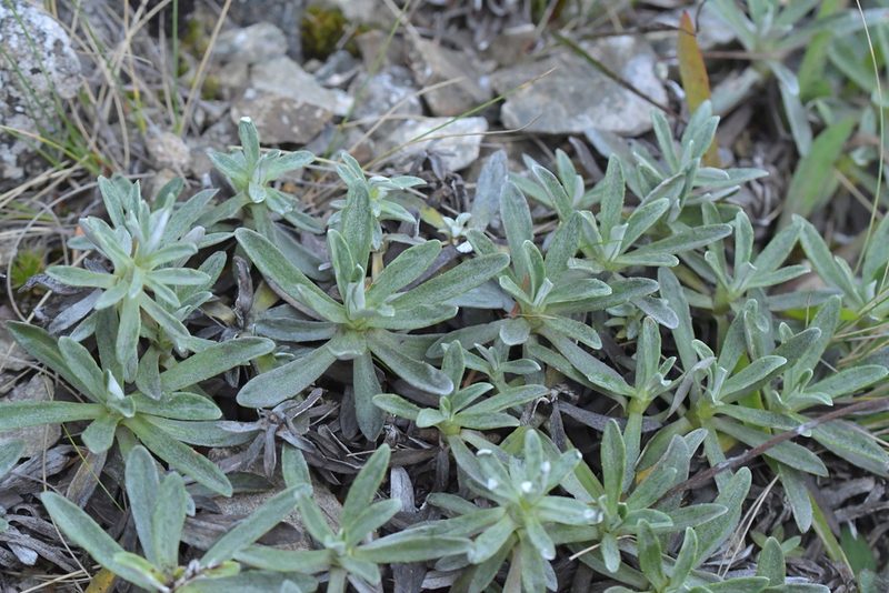 Celmisia angustifolia, photographed by Christopher Stephens