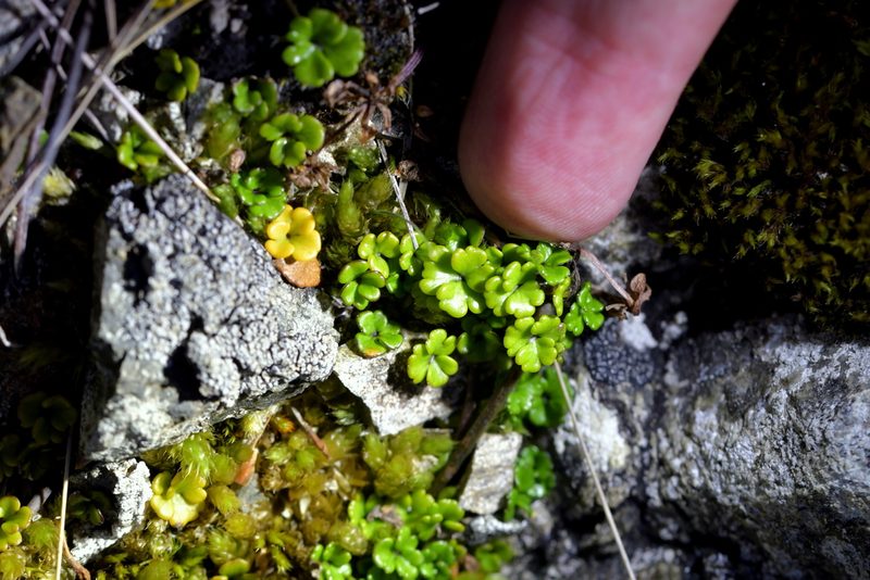 Azorella hydrocotyloides, photographed by Christopher Stephens
