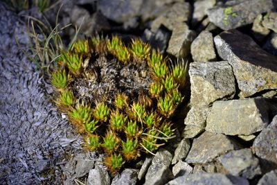 Colobanthus acicularis, photographed by Christopher Stephens