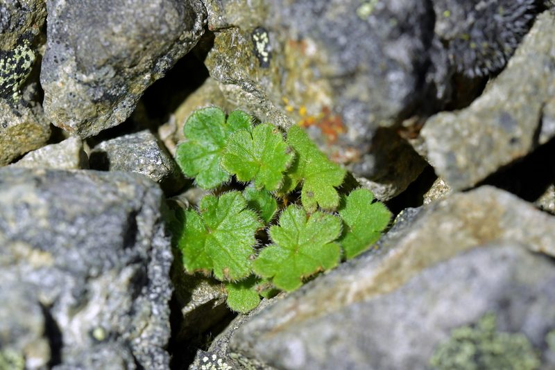 Geranium brevicaule, photographed by Christopher Stephens