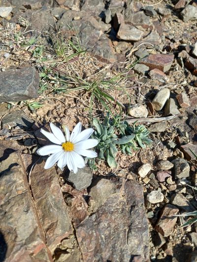 Dimorphotheca zeyheri, photographed by Christiaan Viljoen