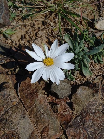 Dimorphotheca zeyheri, photographed by Christiaan Viljoen