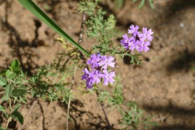 Verbena aristigera, photographed by Jean-Paul Boerekamps
