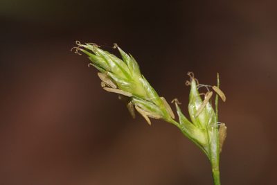 Carex deweyana, photographed by Quinten Wiegersma