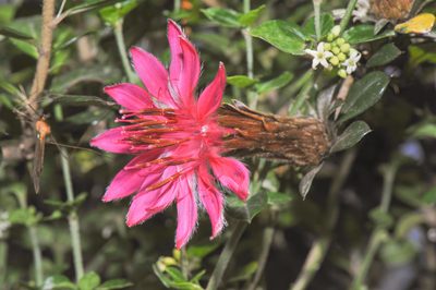 Barnadesia arborea, photographed by Morten Ross