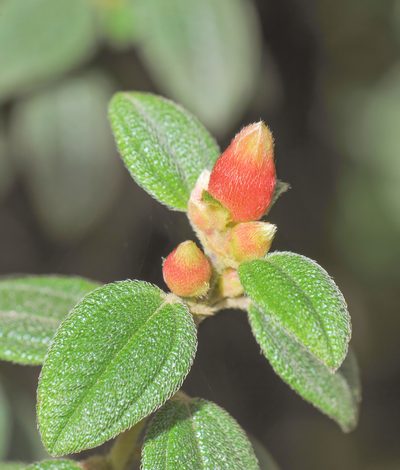 Brachyotum ledifolium, photographed by Morten Ross