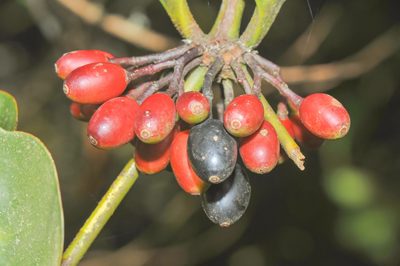 Aetanthus nodosus, photographed by Morten Ross
