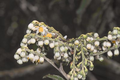 Solanum oblongifolium, photographed by Morten Ross