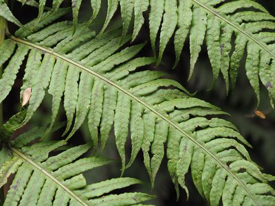 Woodwardia radicans, photographed by gwynmwilliams