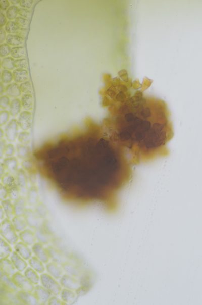 Tritomaria exsectiformis, photographed by Randal