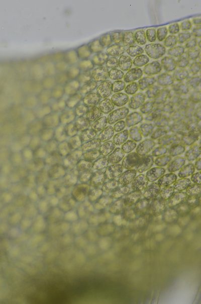 Tritomaria exsectiformis, photographed by Randal