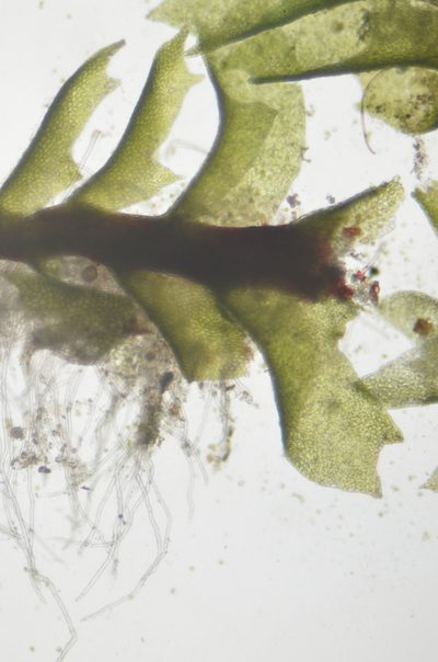 Tritomaria exsectiformis, photographed by Randal