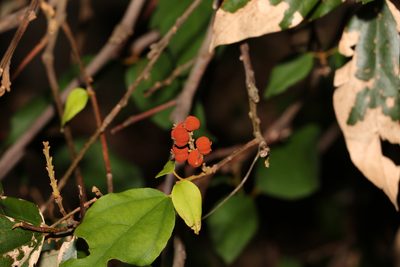 Mallotus philippensis, photographed by Greg Tasney