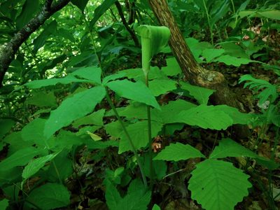 Arisaema quinatum, photographed by Michael J. Papay