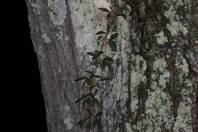 Dolichandra unguis-cati, photographed by Greg Tasney