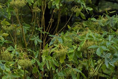 Neopanax arboreus, photographed by Christopher Stephens