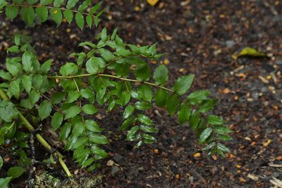 Coriaria arborea