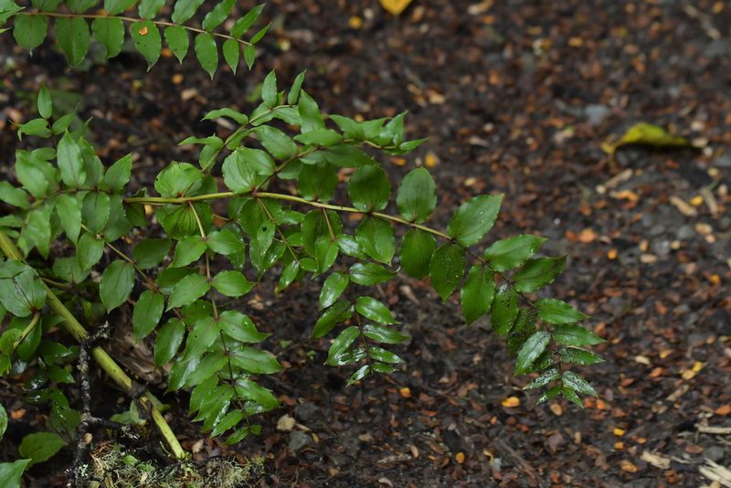 Coriaria arborea, photographed by Christopher Stephens