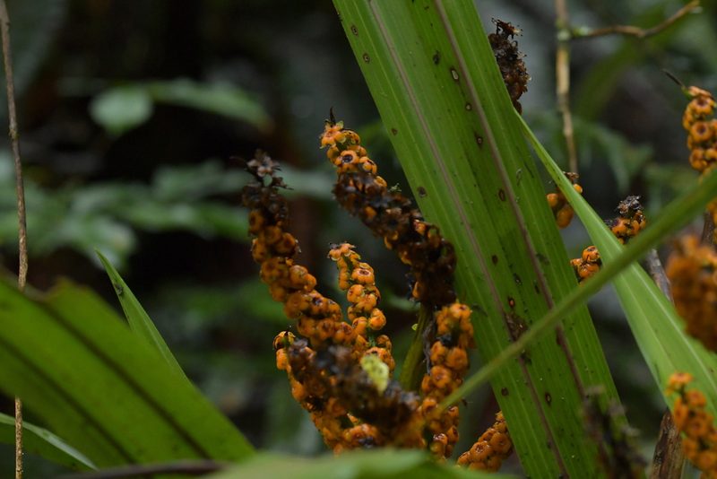 Astelia fragrans, photographed by Christopher Stephens