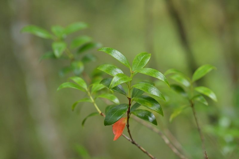 Metrosideros umbellata, photographed by Christopher Stephens