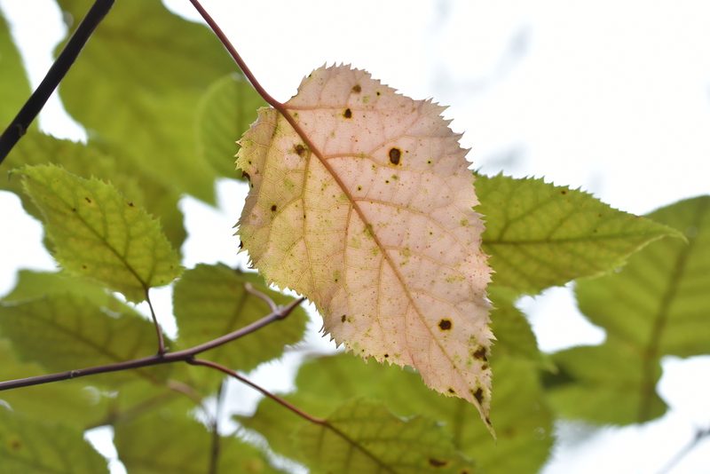 Aristotelia serrata, photographed by Christopher Stephens
