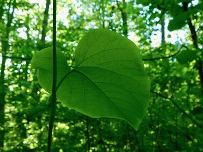 Aristolochia macrophylla, photographed by Michael J. Papay