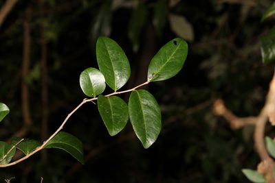 Diospyros geminata, photographed by Greg Tasney