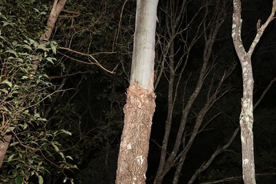 Corymbia tessellaris, photographed by Greg Tasney