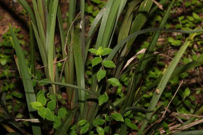 Callisia repens, photographed by Greg Tasney