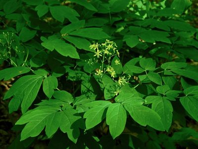 Caulophyllum thalictroides, photographed by Michael J. Papay