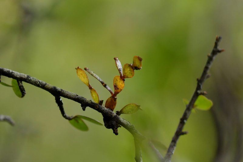 Korthalsella lindsayi, photographed by Christopher Stephens