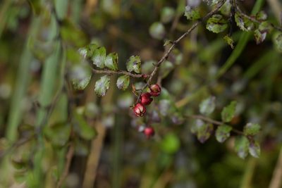 Gaultheria antipoda, photographed by Christopher Stephens