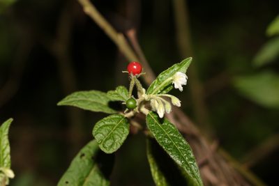 Solanum stelligerum, photographed by Greg Tasney