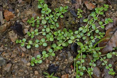 Epilobium brunnescens