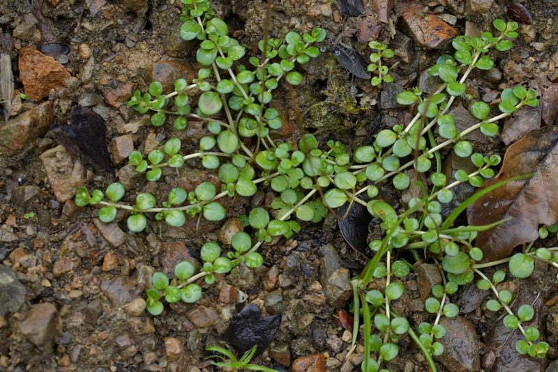 Epilobium brunnescens, photographed by Christopher Stephens