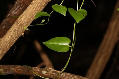 Anredera cordifolia, photographed by Greg Tasney