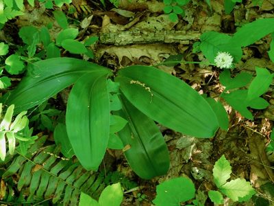 Clintonia umbellulata, photographed by Michael J. Papay