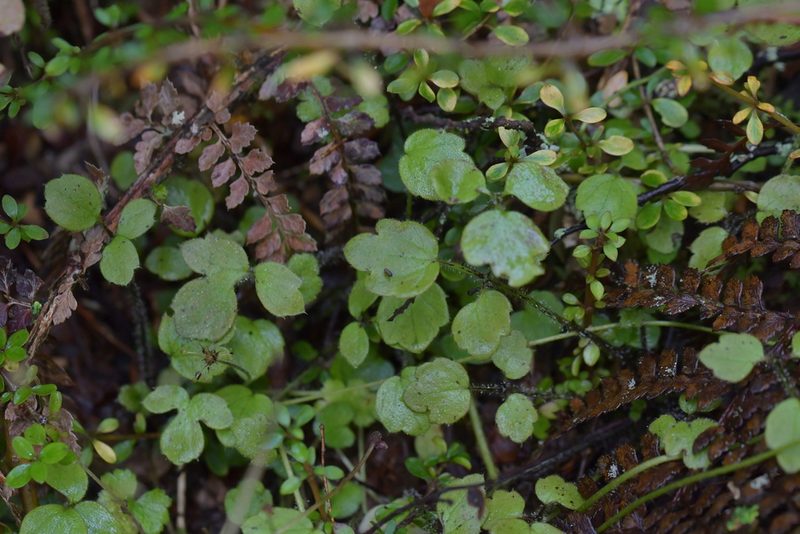 Ranunculus reflexus, photographed by Christopher Stephens