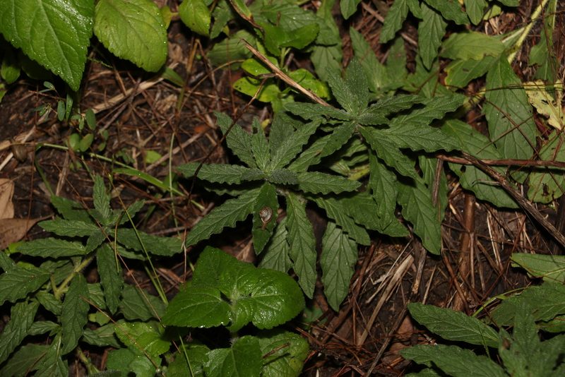 Heliotropium amplexicaule, photographed by Greg Tasney
