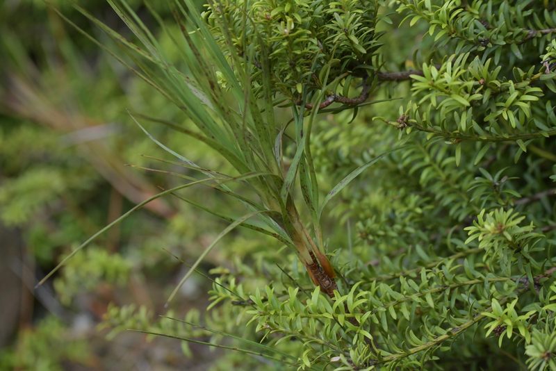 Dracophyllum longifolium, photographed by Christopher Stephens