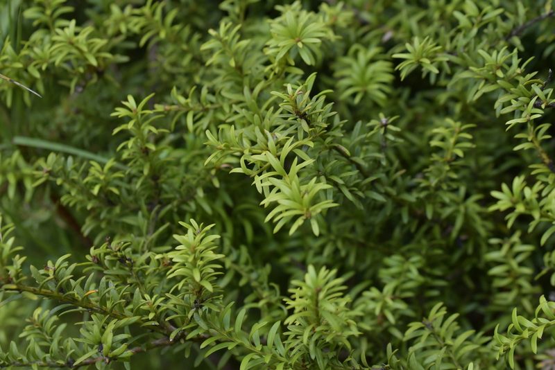 Podocarpus nivalis, photographed by Christopher Stephens