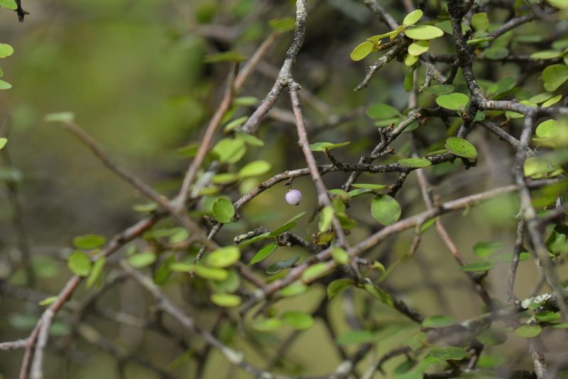Myrsine divaricata, photographed by Christopher Stephens
