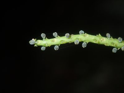 Peperomia leptostachya, photographed by Thomas Mesaglio