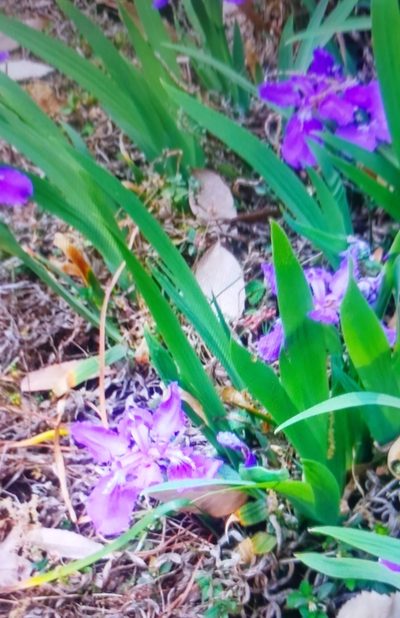 Iris tectorum, photographed by Mitul and Vijul Singh
